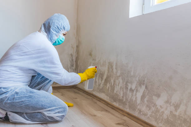 Licensed Black Mold Removal service in Granville, PA - WQB Mold Removal