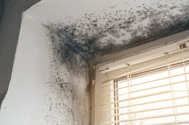 Affordable Black Mold Removal solutions in Granville, PA